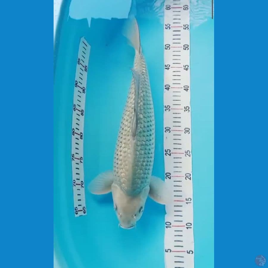 sora ginrin 45 cm jantan munuk