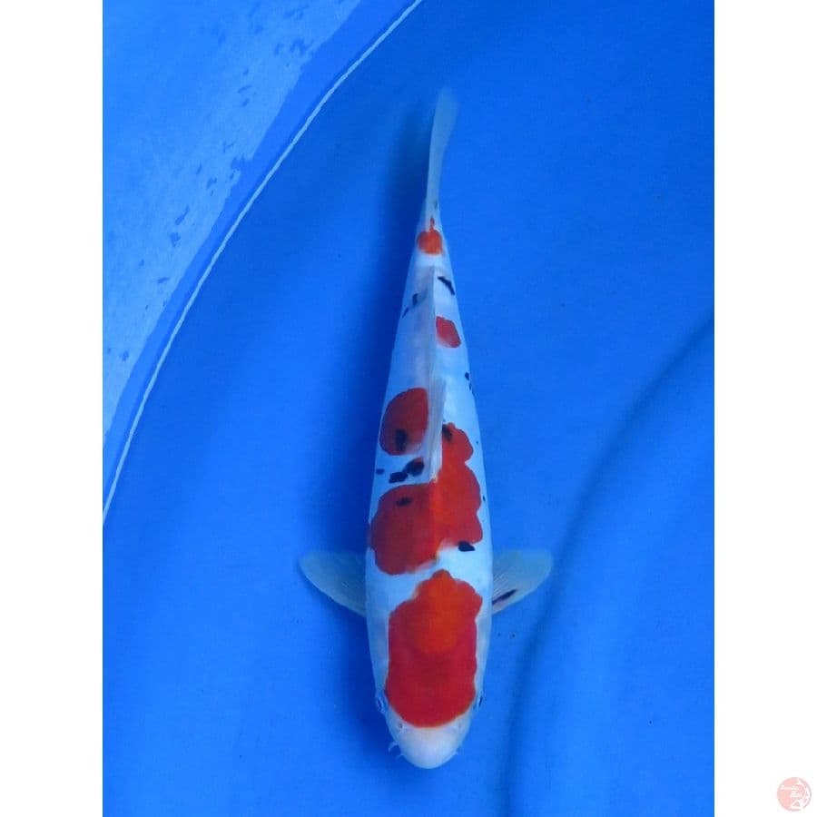 30cm , Doitsu Sanke Ori