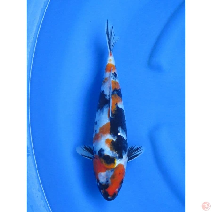 32cm , Dragon Showa
