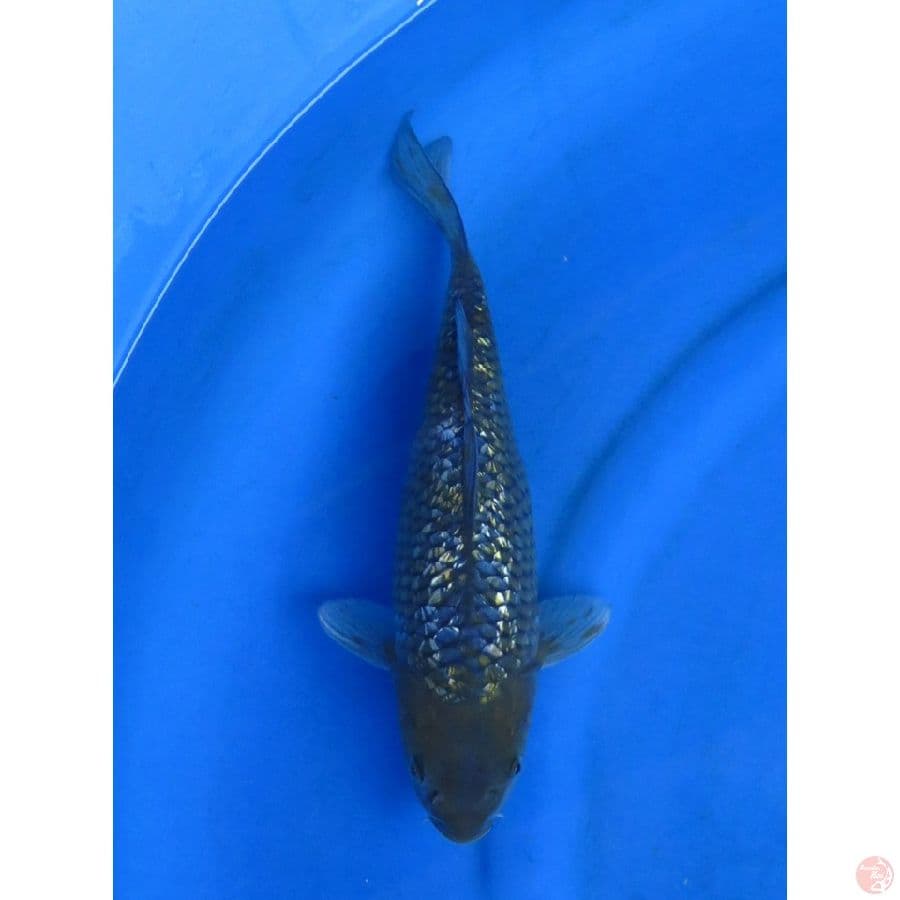 30cm , Rare Ochiba Ginrin