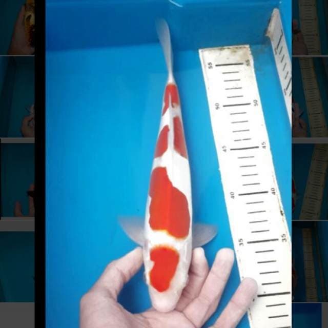 kohaku doit murni 4step merah pekad
