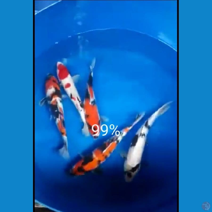 mix koi