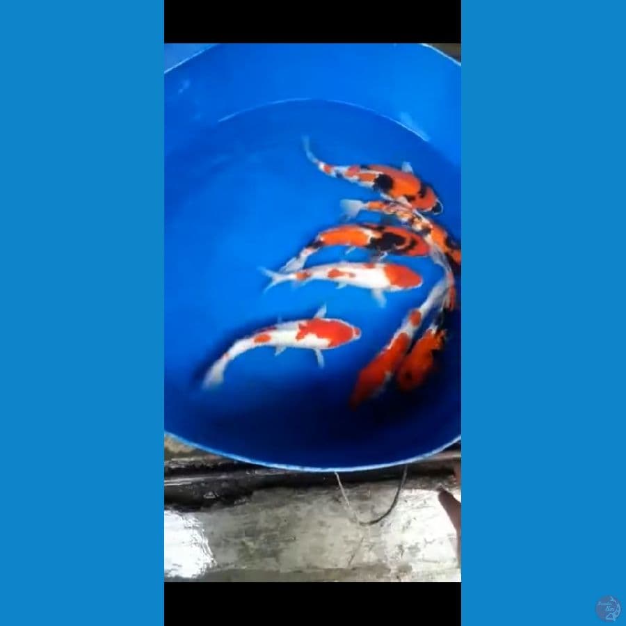 mix koi