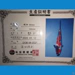import showa shinoda 36cm