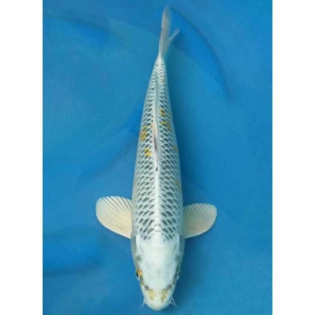 Okawa Yellow Kujaku