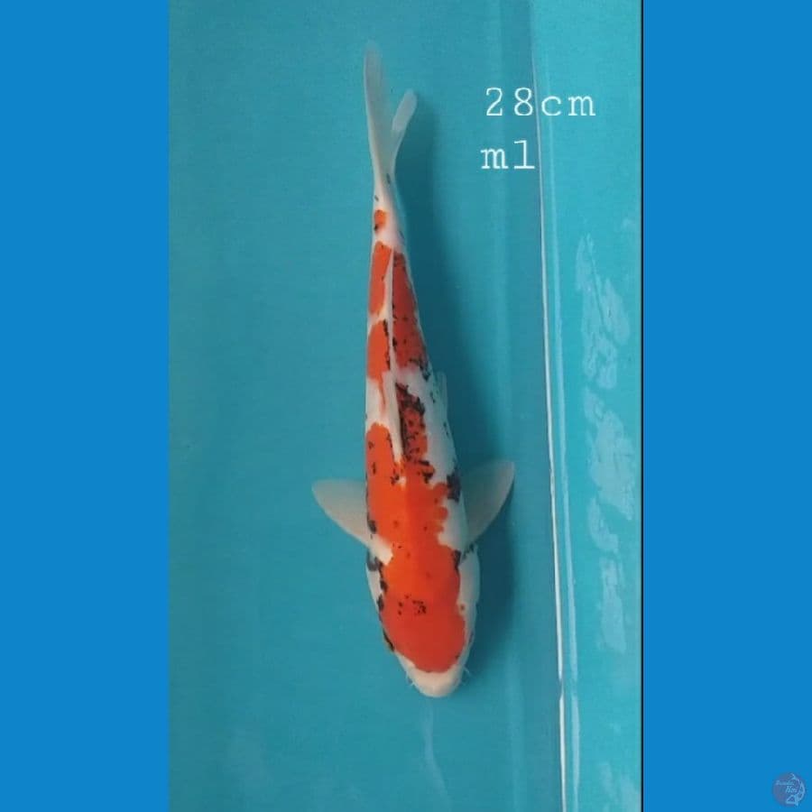 Benimatsukawabake 28cm/ml