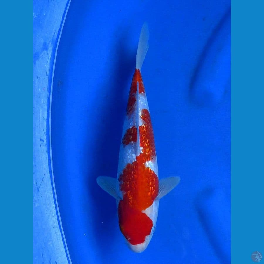 31cm , kohaku ginrin SQ 