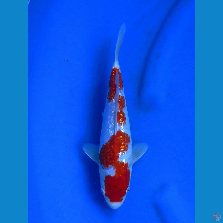25cm male ginrin sq 