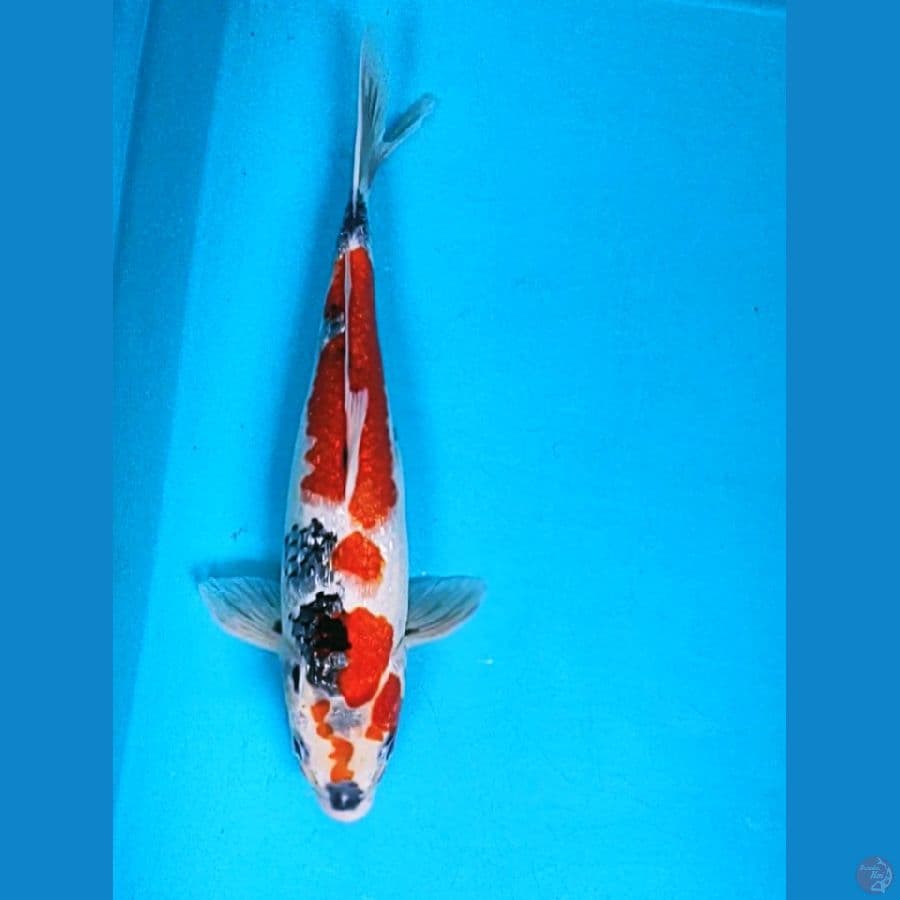 showa ginrin 33cm