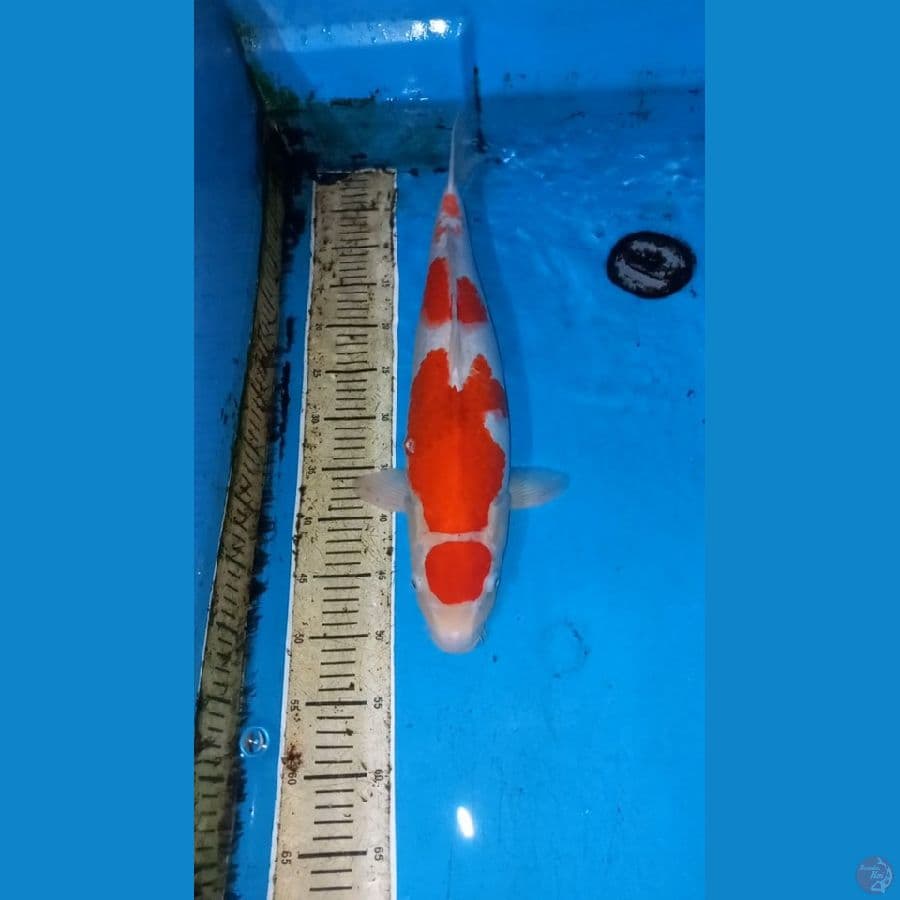 ai goromo 55cm