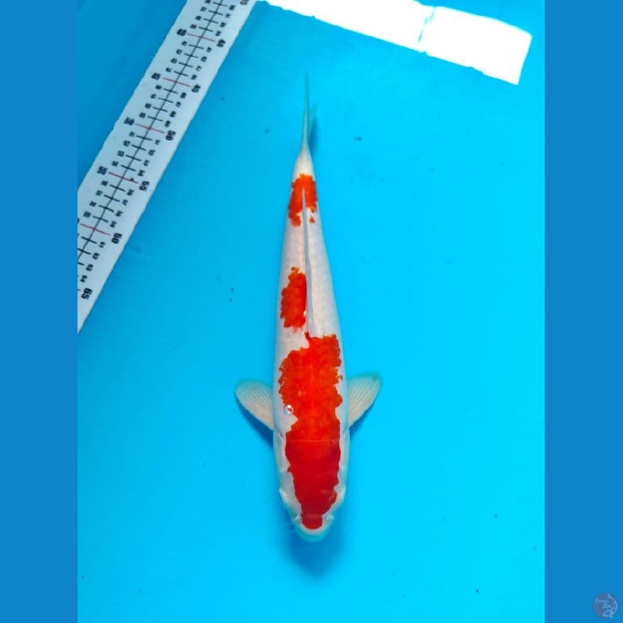 kohaku male 33cm