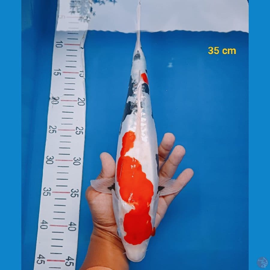 showa doit 35 cm