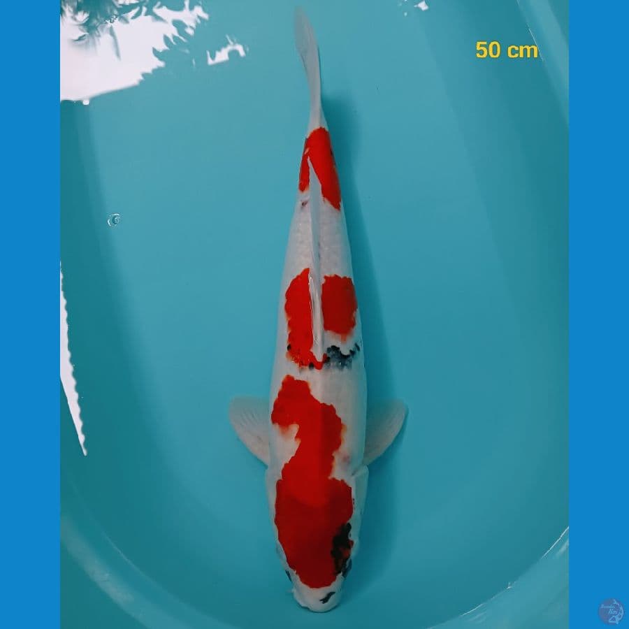 HQ male 50 cm