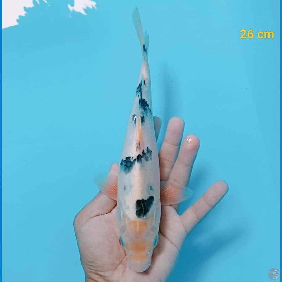 bekko 26 cm