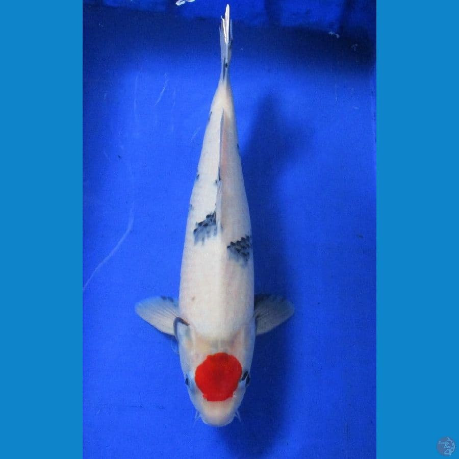 tancho showa ±45bu jantan