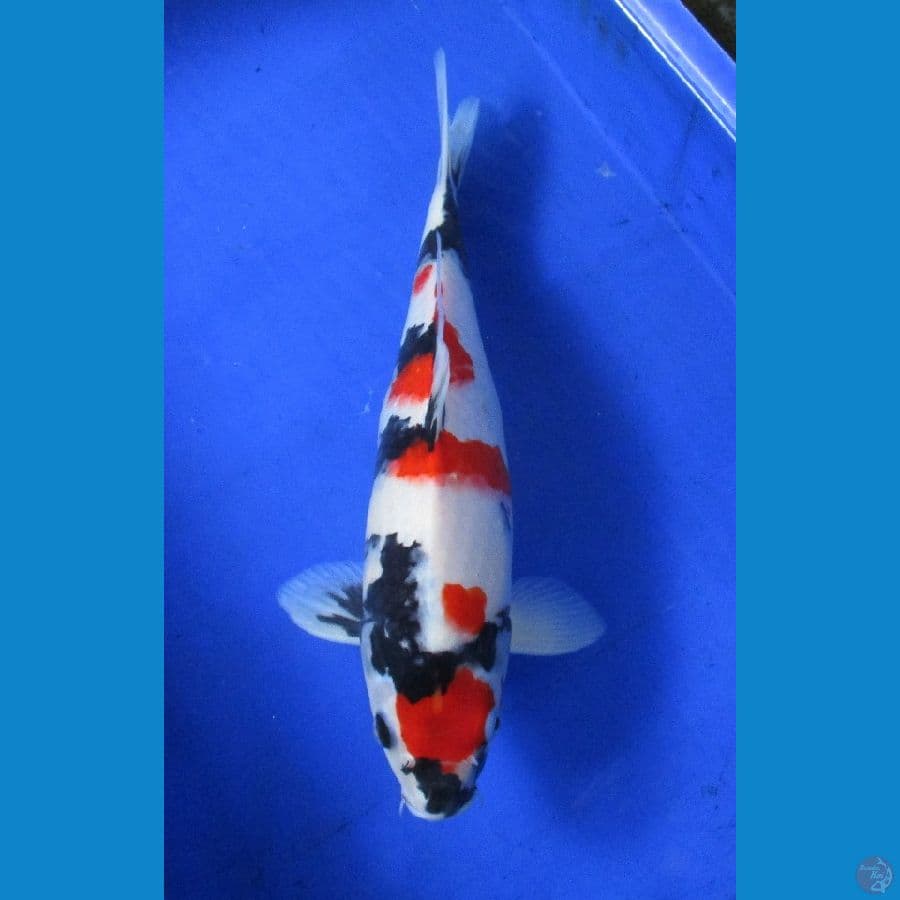 showa sansoku ±38cm jantan