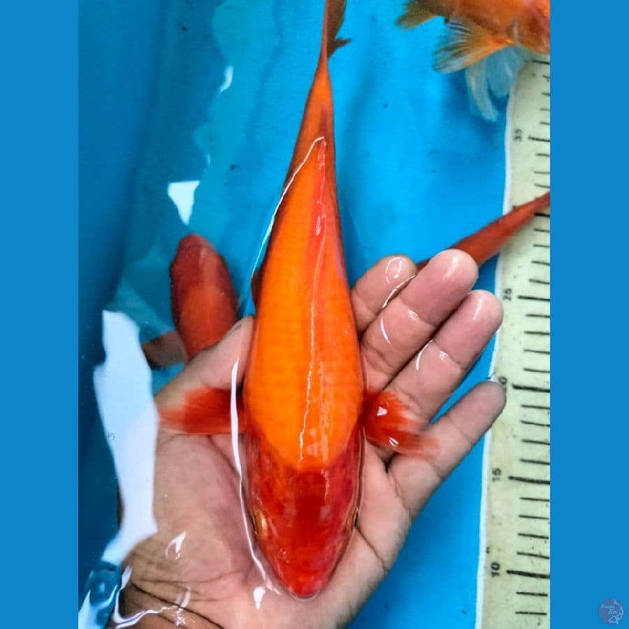 akahajiro male 24cm