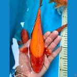 akahajiro male 24cm