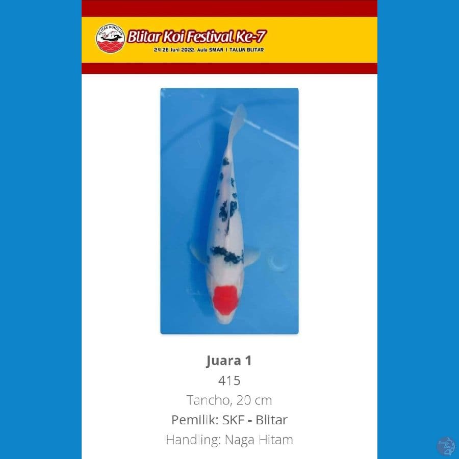 TANCO SANKE ~25CM/MALE~