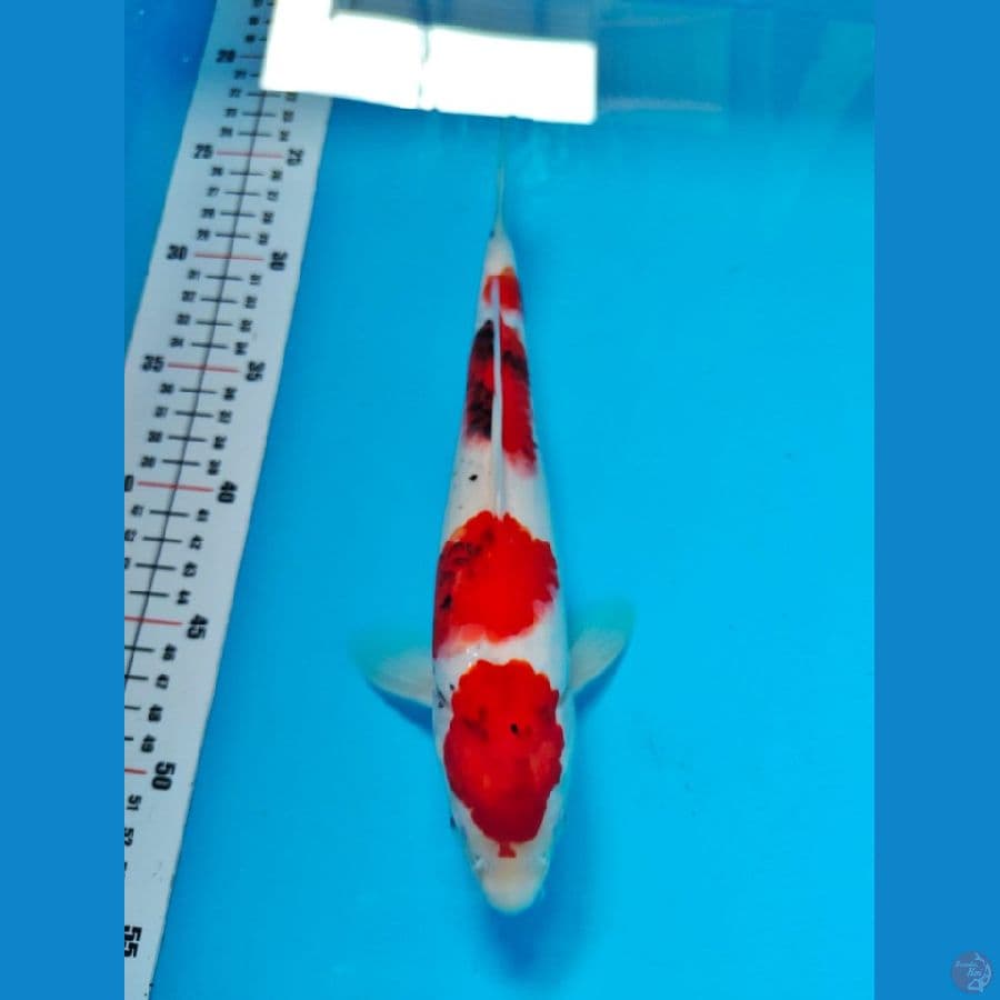 showa 28cm