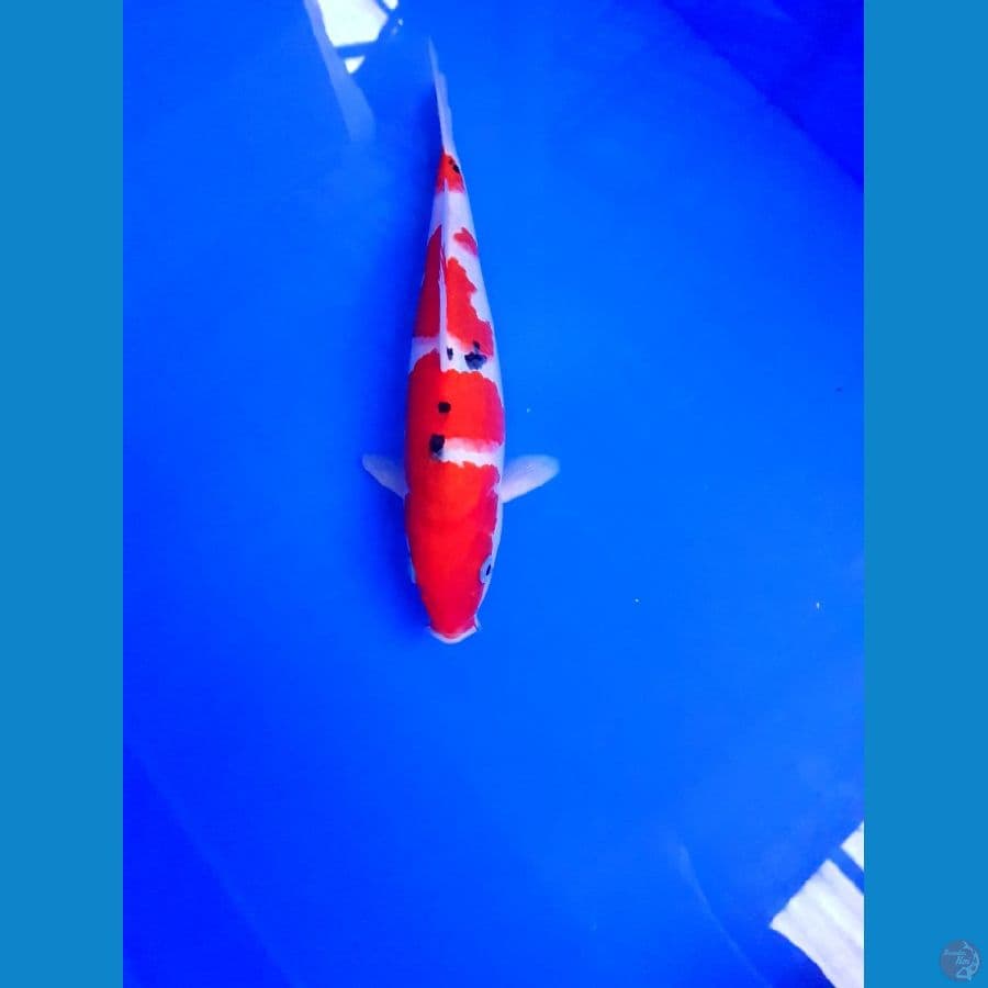 SANKE 25 CM