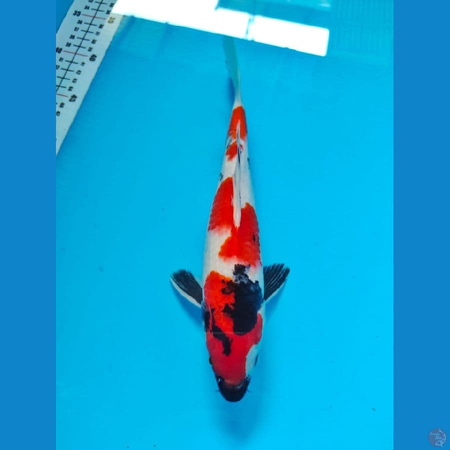 showa male 29cm