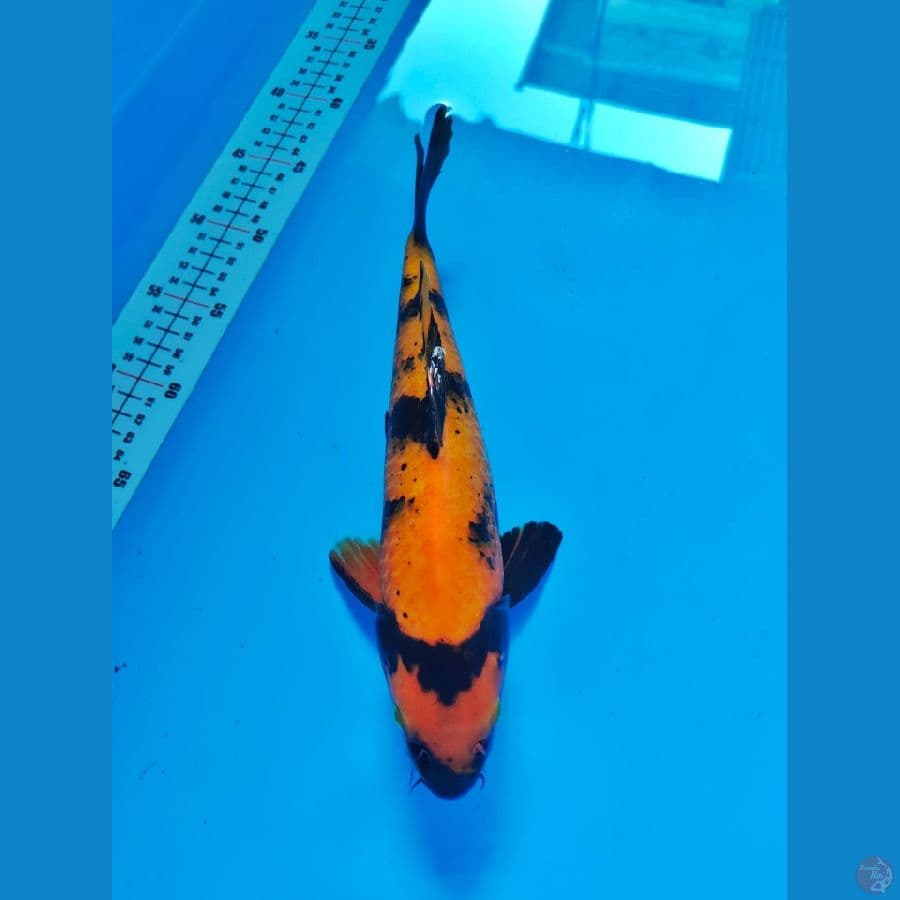 uthsuri male 31cm 