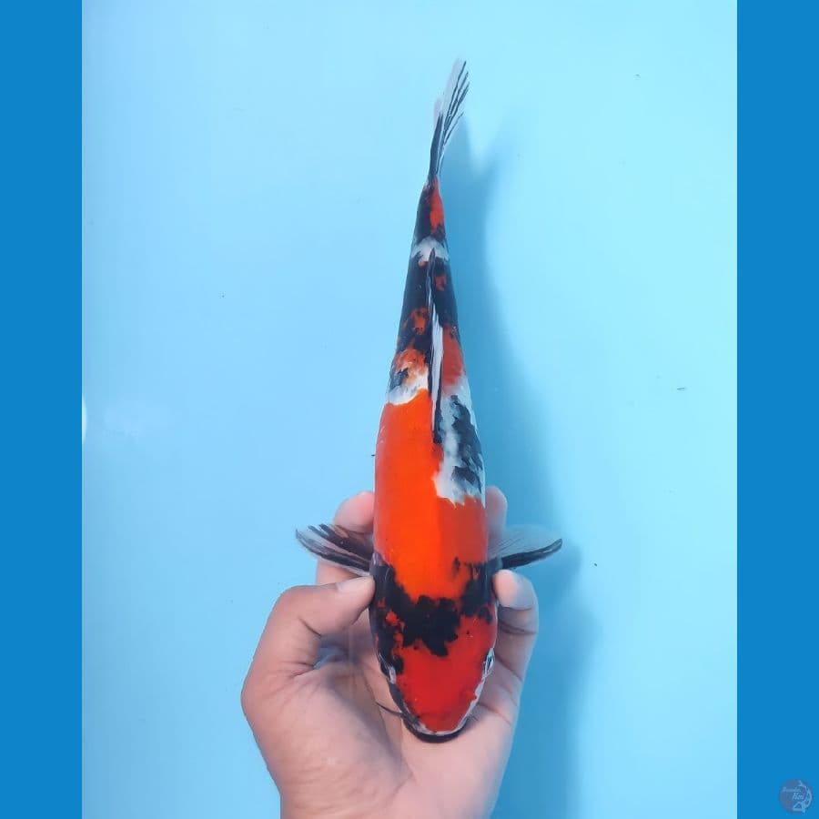 SHOWA 28 CM - FEEMALE
