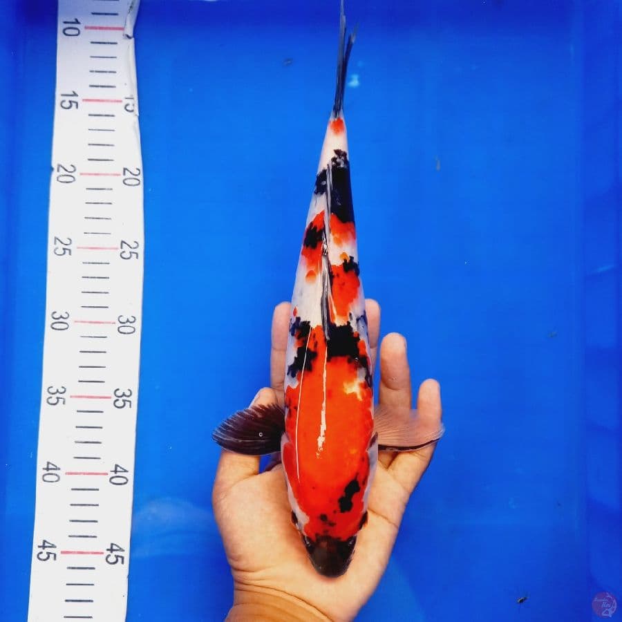 *SHOWA//ML/31 CM*