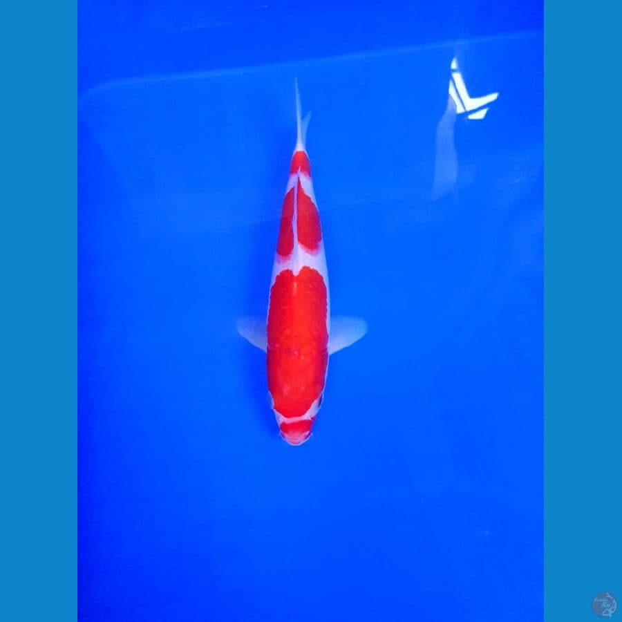 KOHAKU 21 CM original