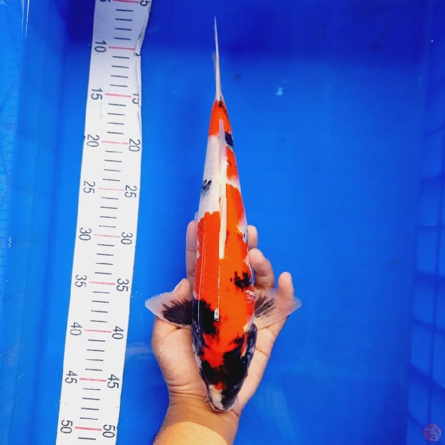 *SHOWA//ML/33 CM*