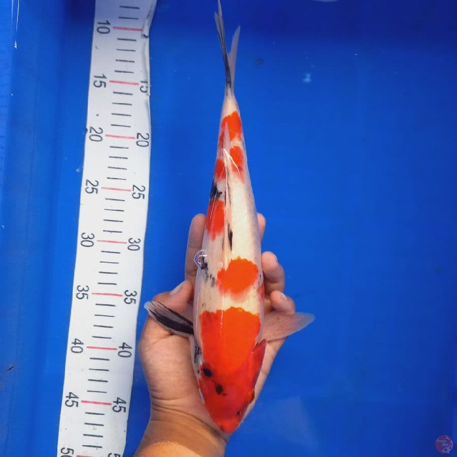 *SHOWA//ML/32CM*
