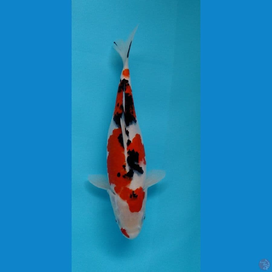 Sanke F 26cm