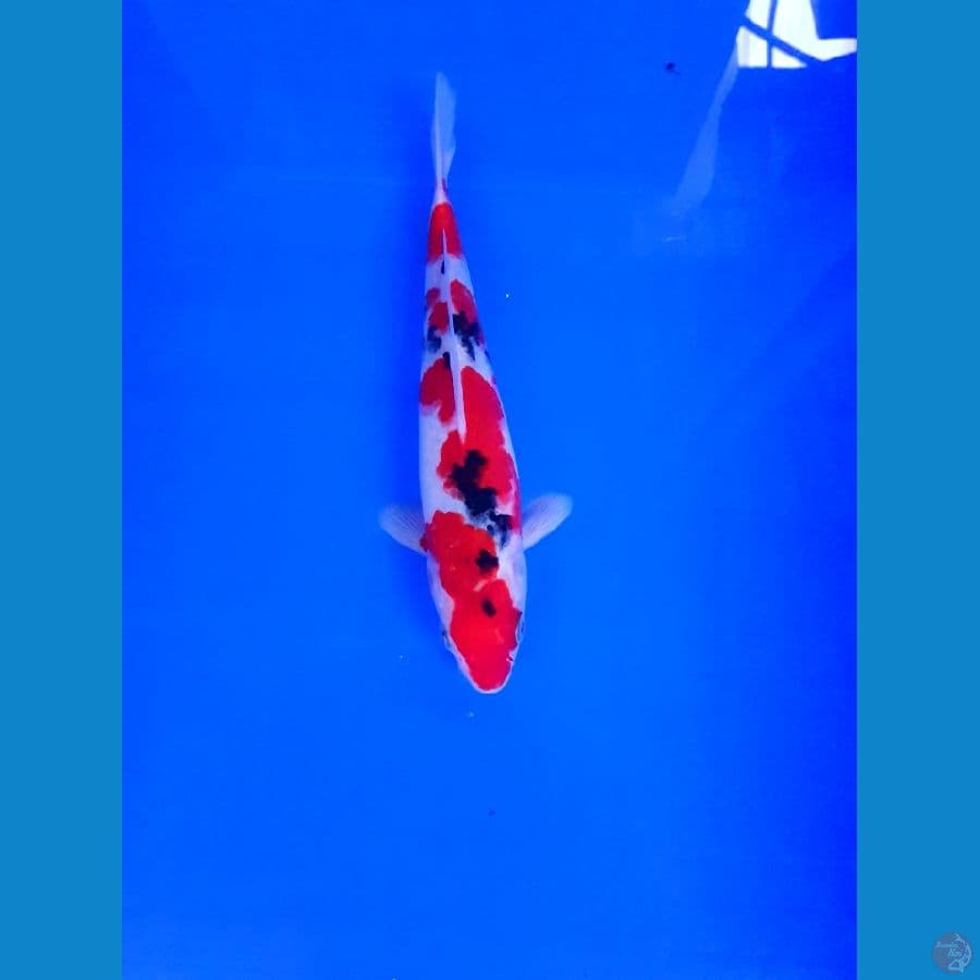 SANKE 25 CM
