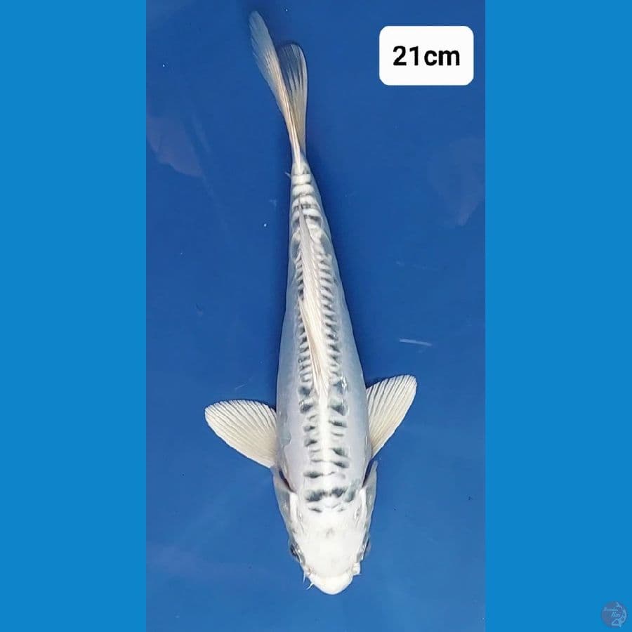 Matsuba Doitsu 21cm