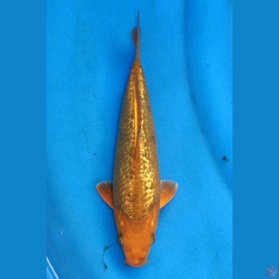 SQ CARAMEL GINRIN 24CM