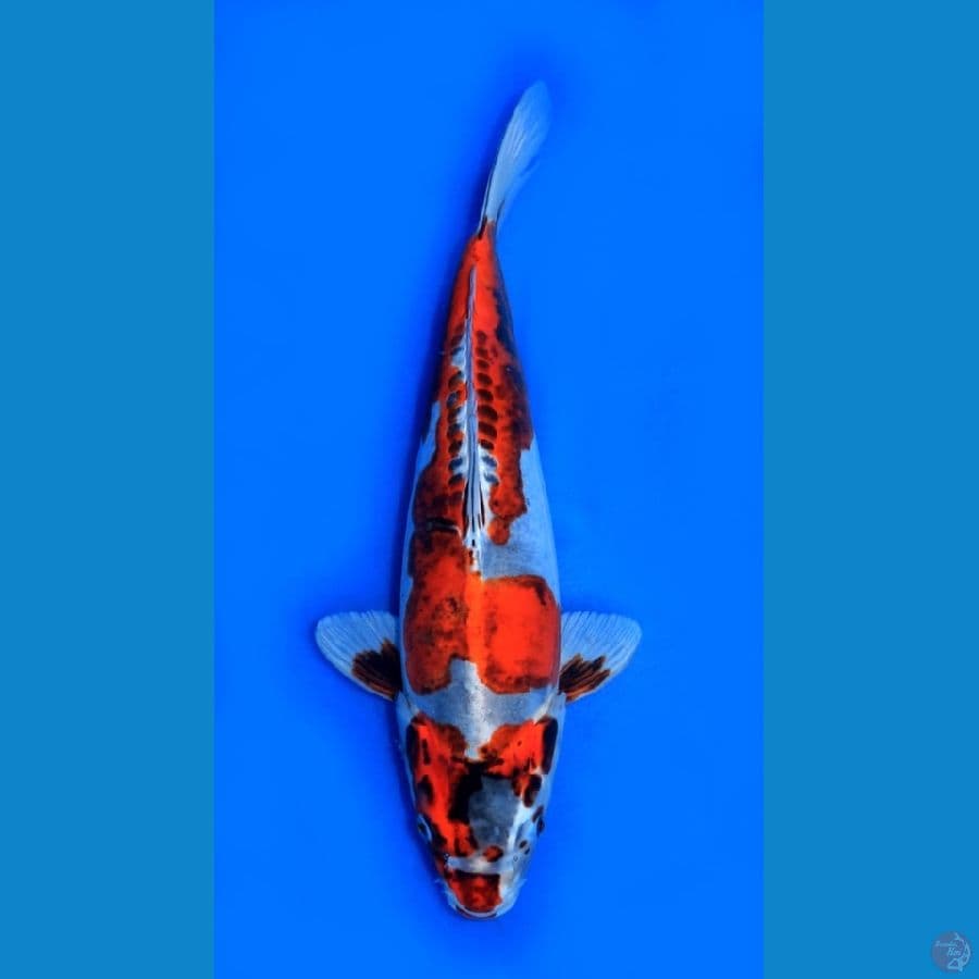 SQ BENI KIKO 37CM