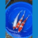 paket merah putih
