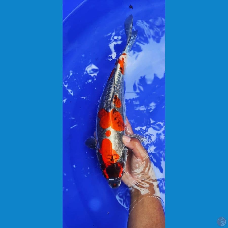 benykiko SQ Metalik ORI ///40CM