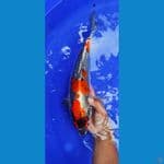 benykiko SQ Metalik ORI ///40CM 