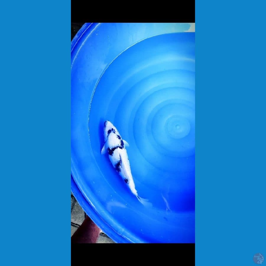 shiro ginrin 40cm female