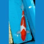 Kohaku 40 cm Male