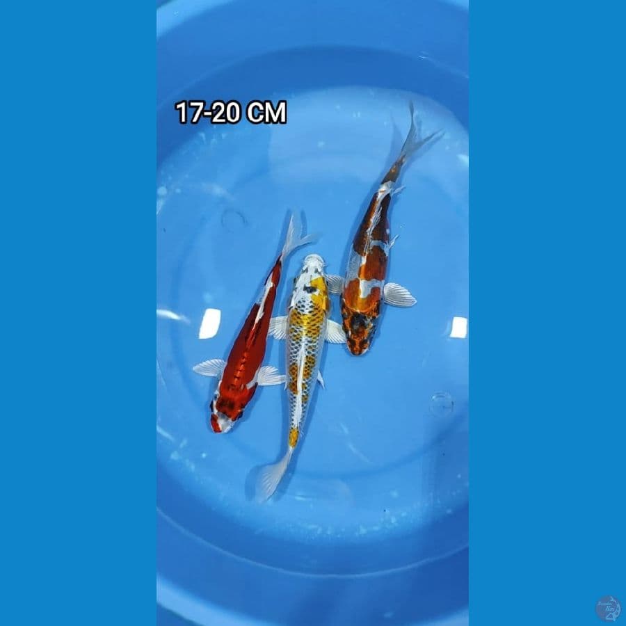 Mix 3 ekor 17-20CM