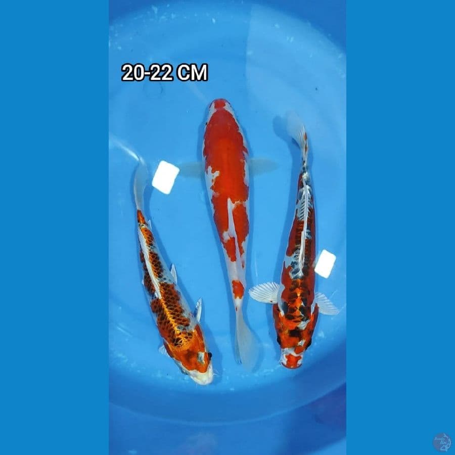 Mix 20-22CM