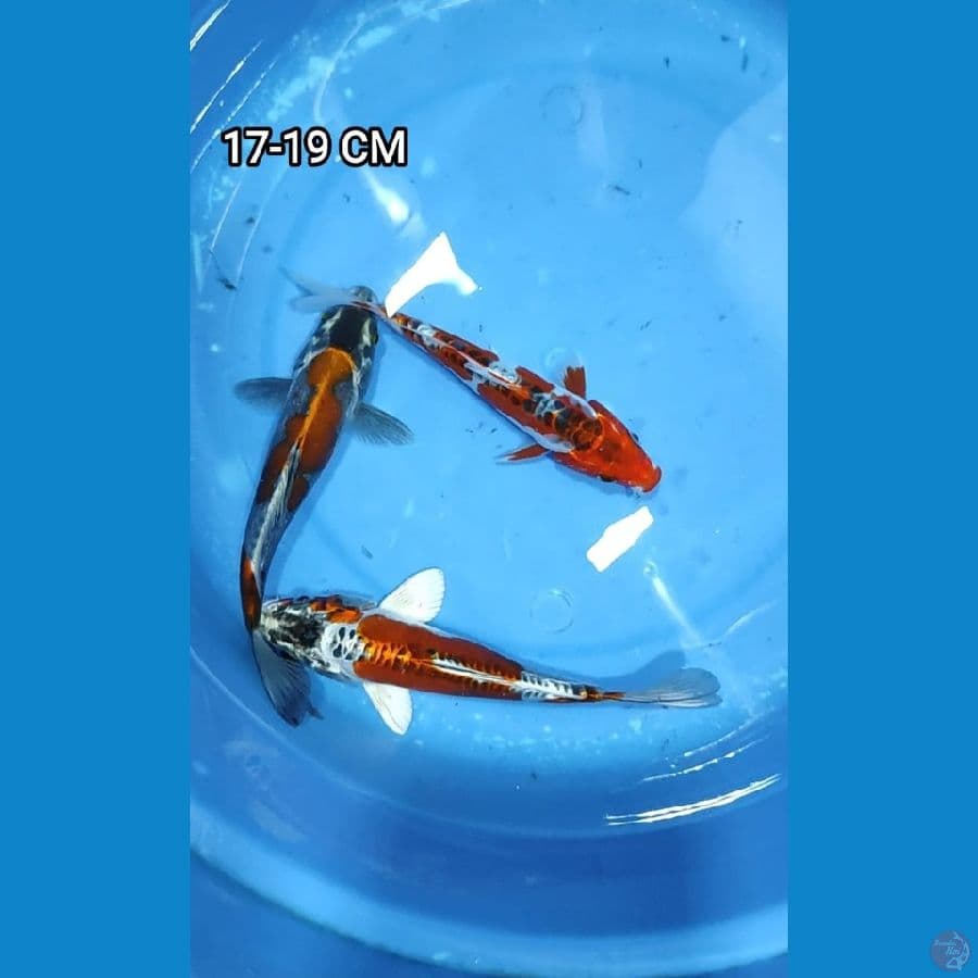 Mix 17-19CM