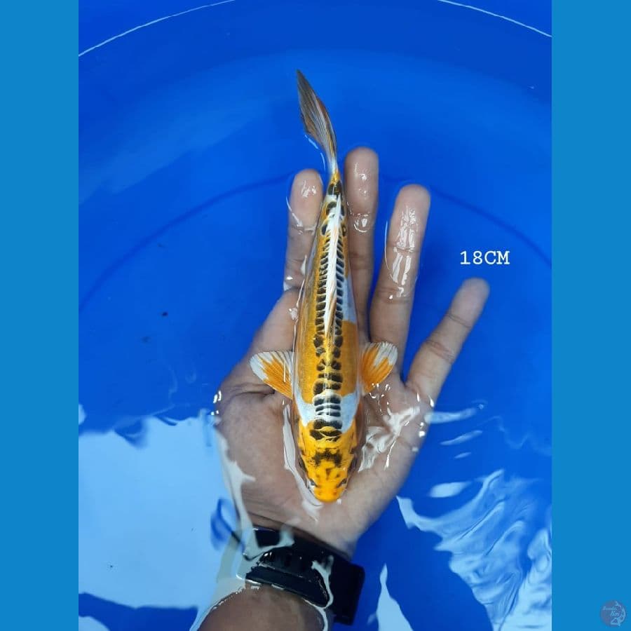 kojaku doit 18 cm