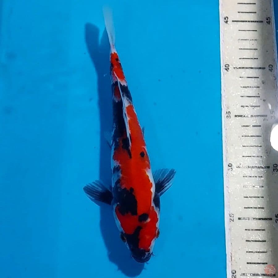 SHOWA 25 CM