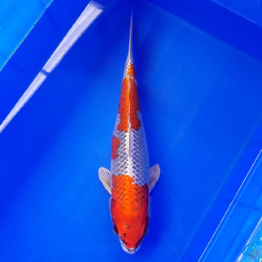 Kujaku 39cm