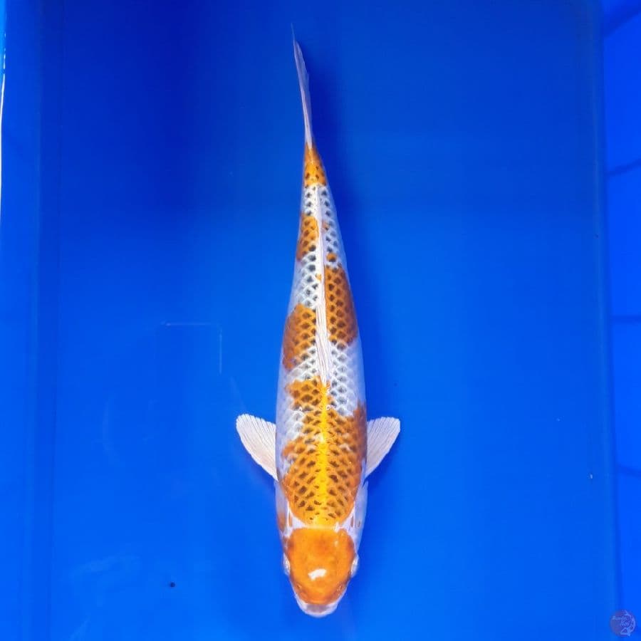 Maruten Kujaku Male 35cm