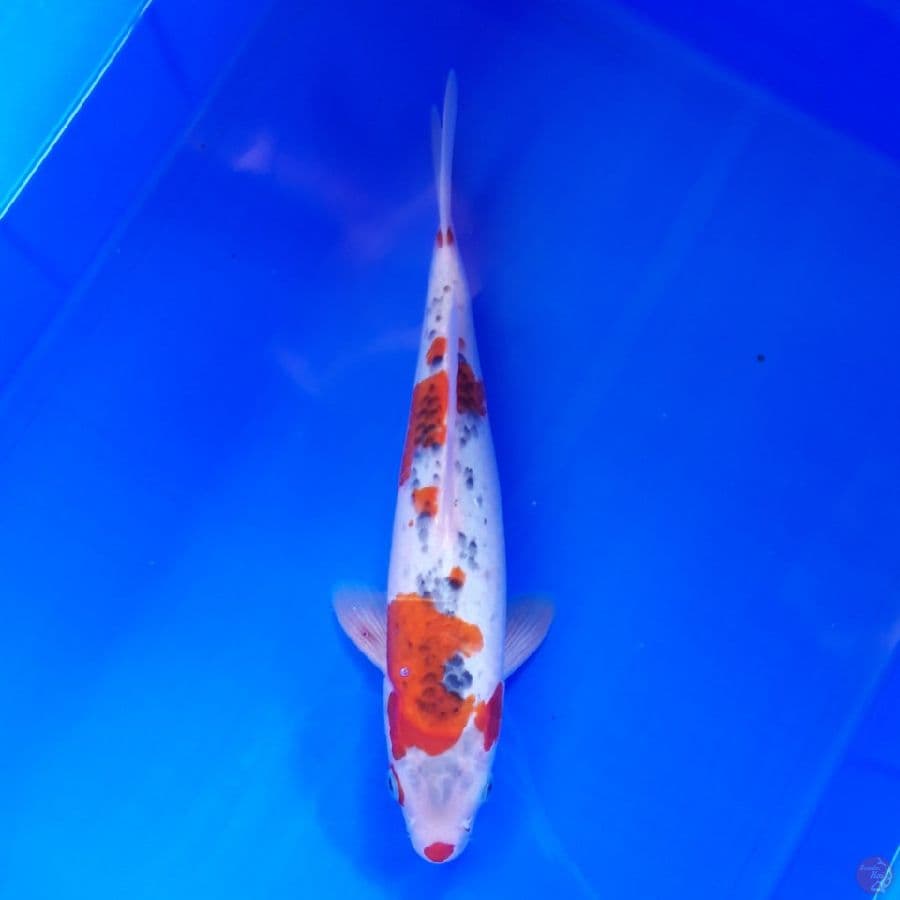 Goshiki Male 31cm